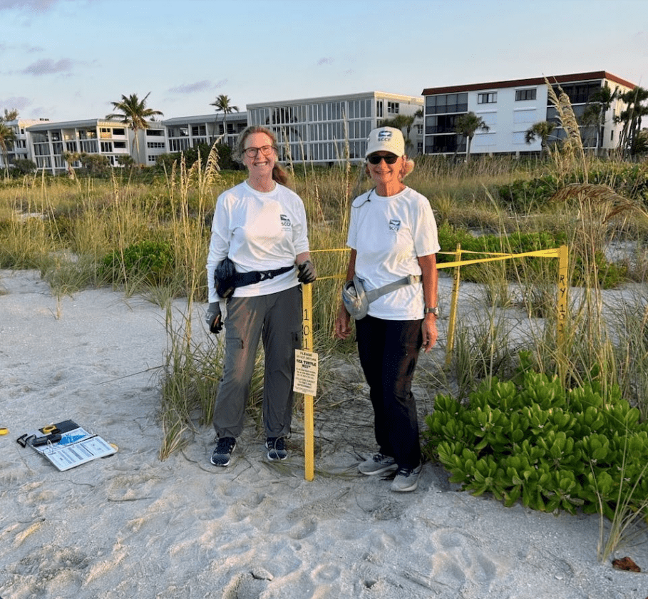 48 sea turtles nests on islands | News, Sports, Jobs - SANIBEL-CAPTIVA - Island Reporter, Islander and Current - Vimarsana News